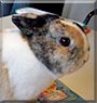 Ringel the Dwarf mix rabbit