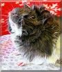 Tiberius the Abyssinian Guinea Pig