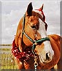 Dobbin the Quarter Horse