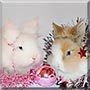 Nimbus, Pipsqweek the Lionhead rabbit