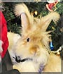 Figaro the English Angora Rabbit