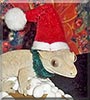 Ginger the Crested Gecko