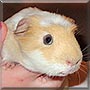 Taylor the American Crested Guinea Pig