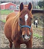 Missy the Arabian Horse