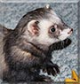 Calcifer the Standard ferret
