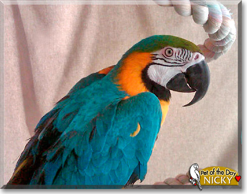 Nicky, the Pet of the Day Nicky, the Pet of the Day
