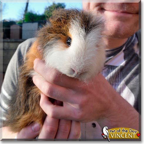 Vincent, the Pet of the Day Vincent, the Pet of the Day