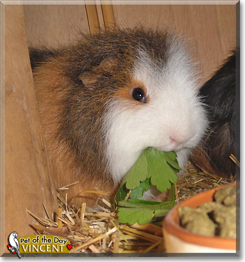 Vincent, the Pet of the Day Vincent, the Pet of the Day