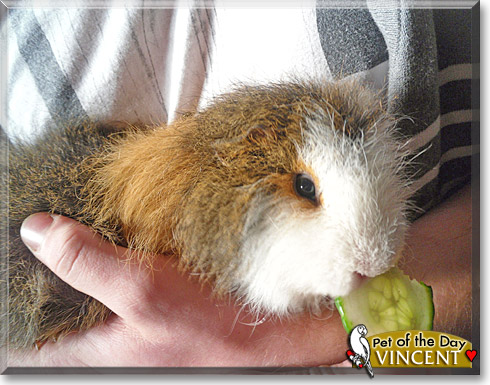 Vincent, the Pet of the Day Vincent, the Pet of the Day