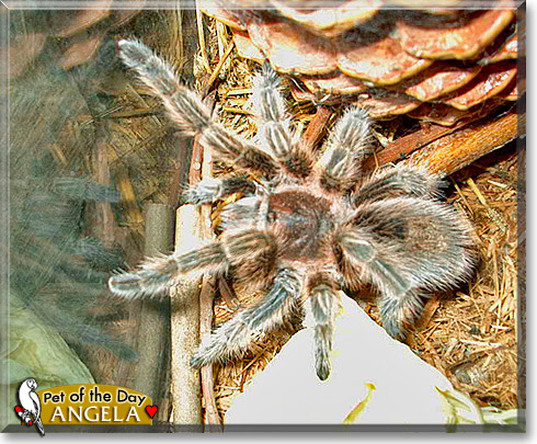 Angela, the Pet of the Day