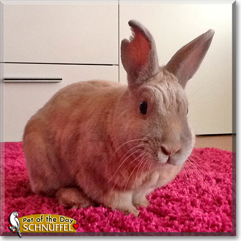Schnüffel, the Pet of the Day