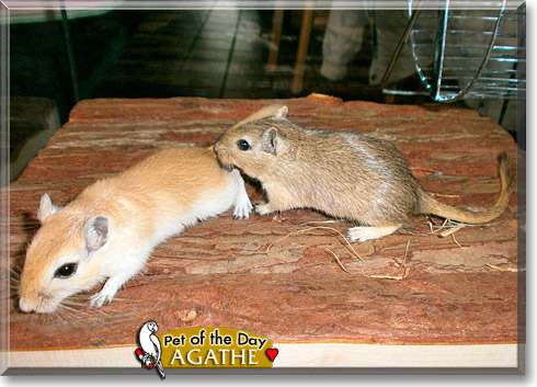 Agathe, the Pet of the Day