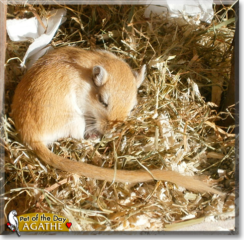Agathe, the Pet of the Day
