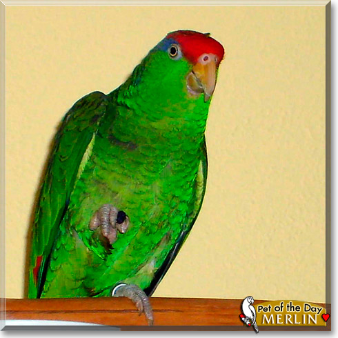 Merlin, the Pet of the Day Merlin, the Pet of the Day