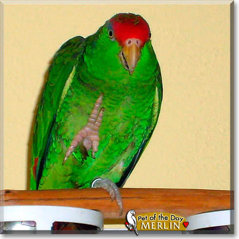 Merlin, the Pet of the Day Merlin, the Pet of the Day