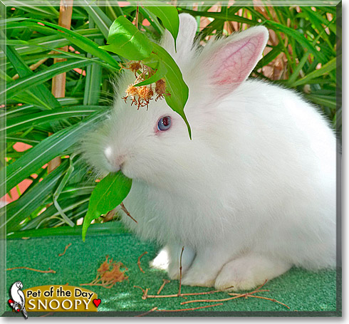 Snoopy, the Pet of the Day Snoopy, the Pet of the Day