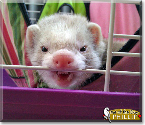 Phillip, the Pet of the Day Phillip, the Pet of the Day