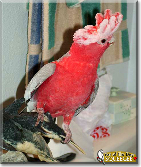 Squeegee, the Pet of the Day Squeegee, the Pet of the Day
