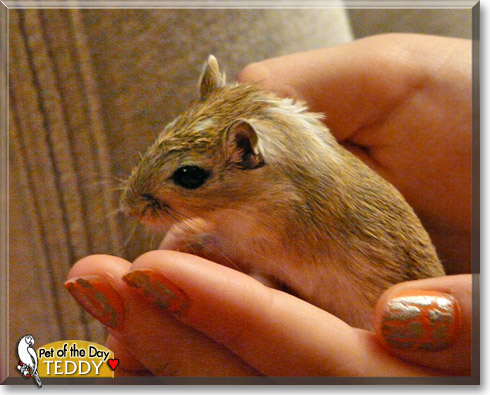 Teddy, the Pet of the Day Teddy, the Pet of the Day