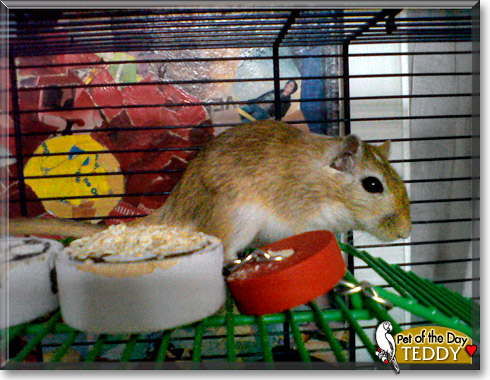 Teddy, the Pet of the Day Teddy, the Pet of the Day