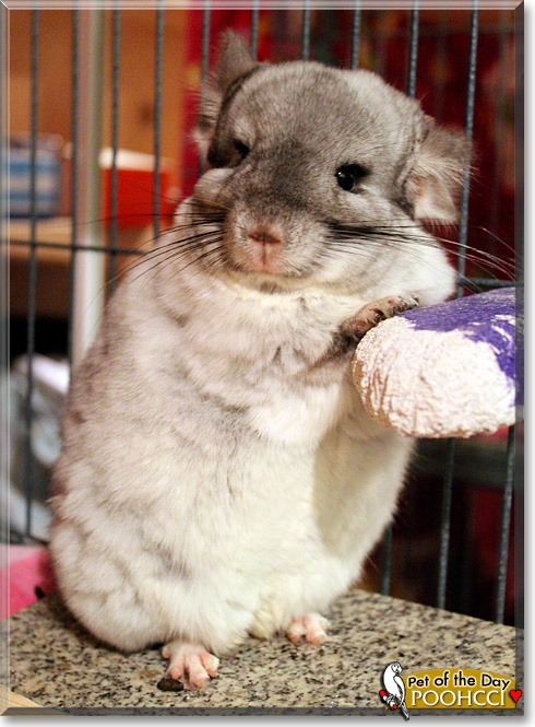 Poohcci, the Pet of the Day Poohcci, the Pet of the Day