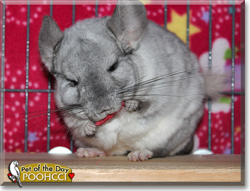 Poohcci, the Pet of the Day Poohcci, the Pet of the Day