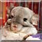 Pet of the Day