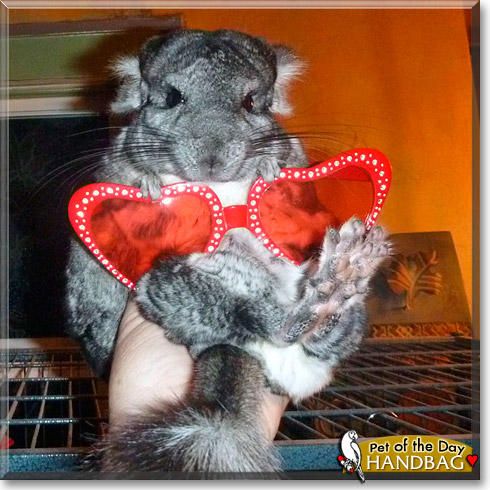 Handbag, the Pet of the Day