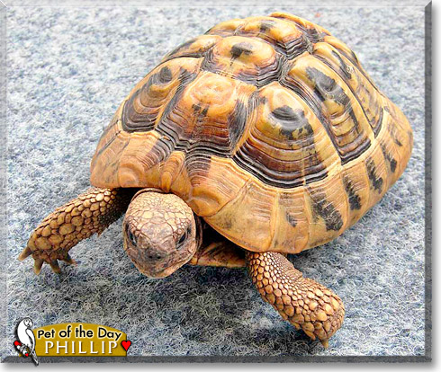 Phillip, the Pet of the Day
