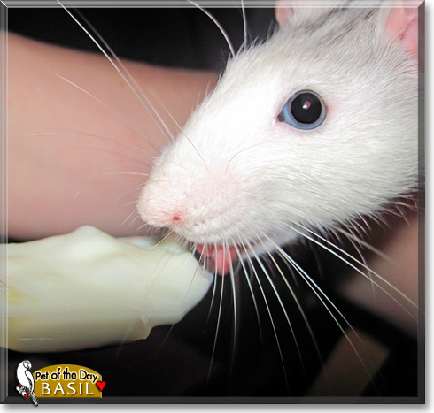 Basil, the Pet of the Day