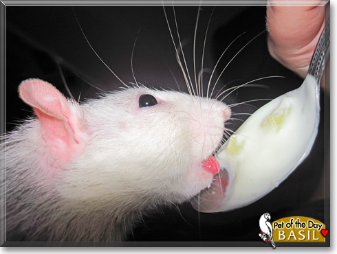 Basil, the Pet of the Day
