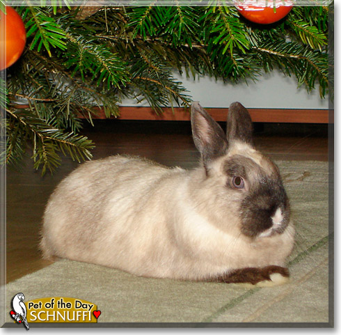 Schnuffi, the Pet of the Day