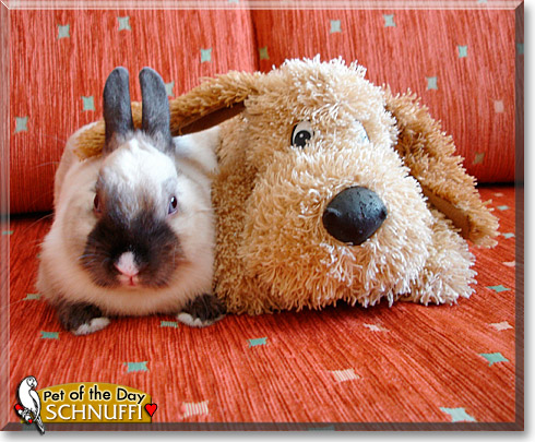 Schnuffi, the Pet of the Day Schnuffi, the Pet of the Day