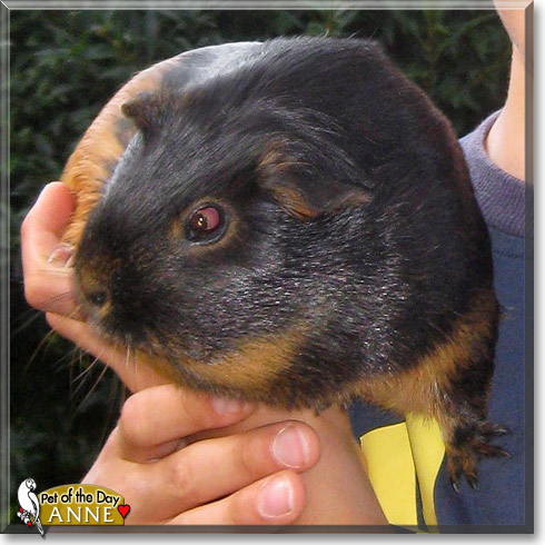 Anne, the Pet of the Day