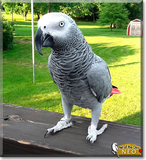 Neo, the Pet of the Day Neo, the Pet of the Day