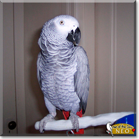 Neo, the Pet of the Day Neo, the Pet of the Day