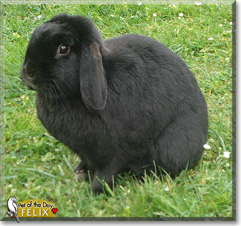 Felix, the Pet of the Day Felix, the Pet of the Day