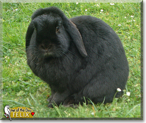 Felix, the Pet of the Day Felix, the Pet of the Day