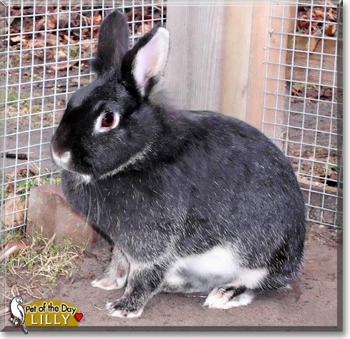 Lilly, the Pet of the Day Lilly, the Pet of the Day