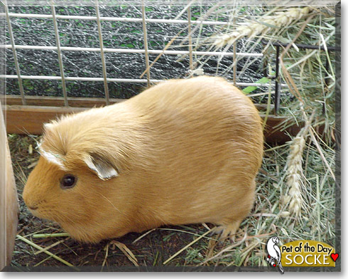Socke, the Pet of the Day