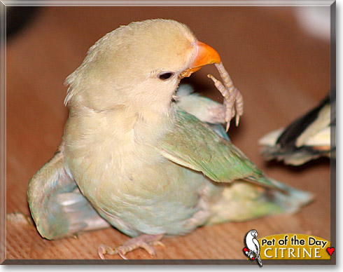 Citrine, the Pet of the Day