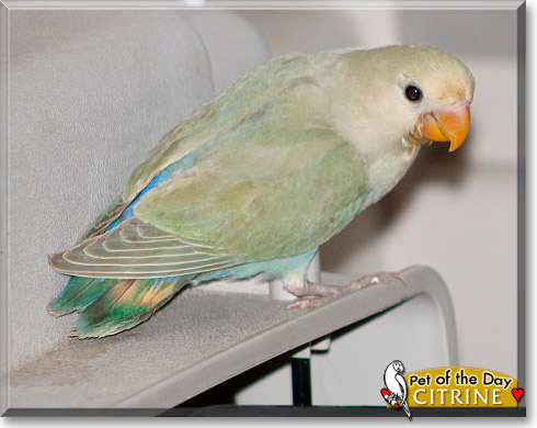 Citrine, the Pet of the Day