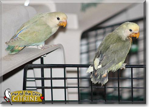 Citrine, the Pet of the Day