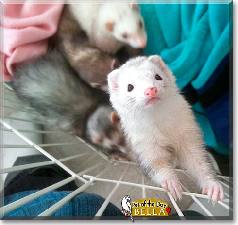 Bella, the Pet of the Day