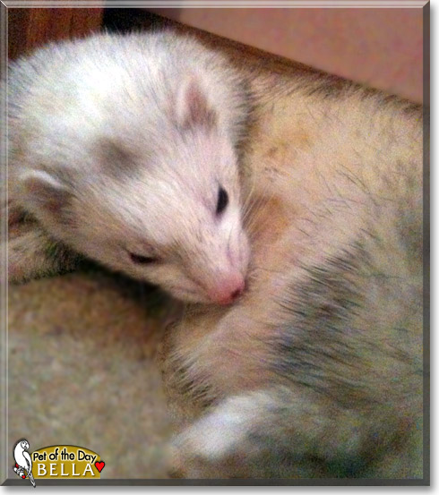 Bella, the Pet of the Day