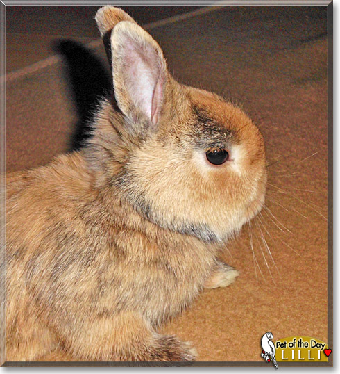 Lilli, the Pet of the Day Lilli, the Pet of the Day