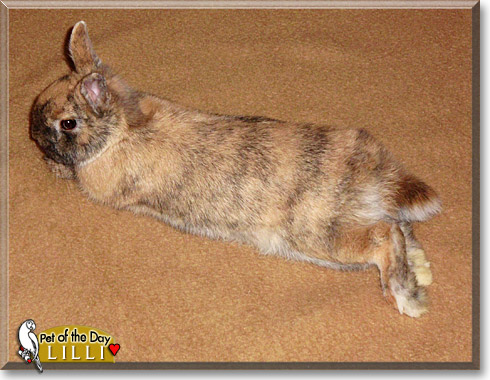 Lilli, the Pet of the Day Lilli, the Pet of the Day