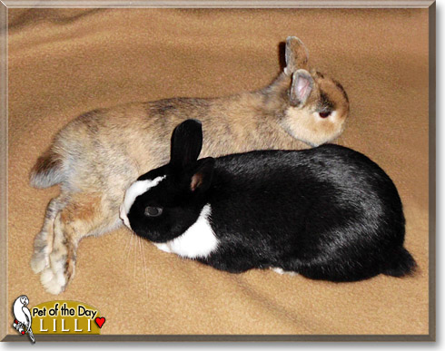 Lilli, the Pet of the Day Lilli, the Pet of the Day