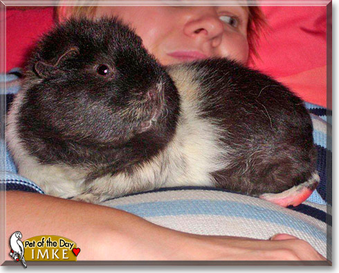 Imke, the Pet of the Day Imke, the Pet of the Day