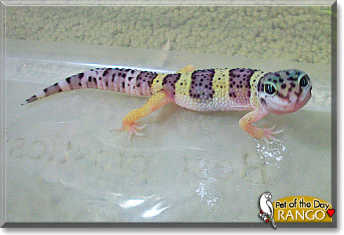 Rango, the Pet of the Day Rango, the Pet of the Day